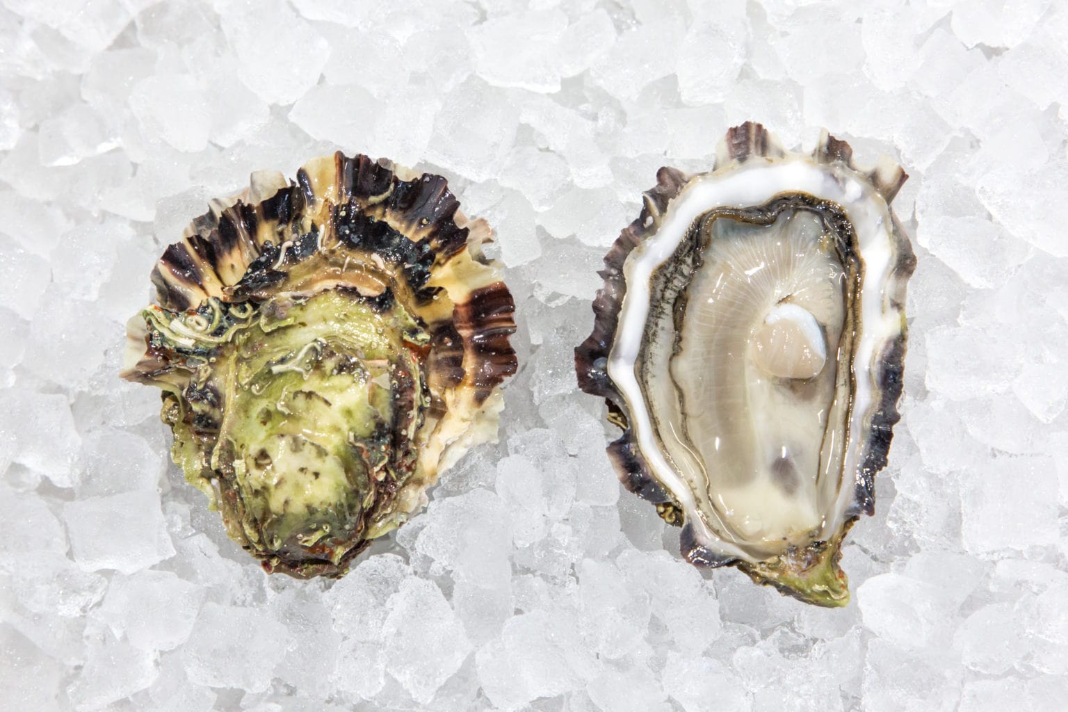 Flat and deep-water hollow oyster producers